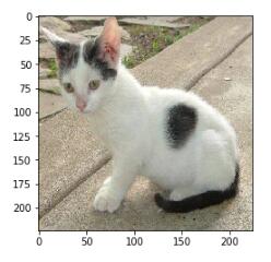 Keras预训练的ImageNet模型实现分类操作