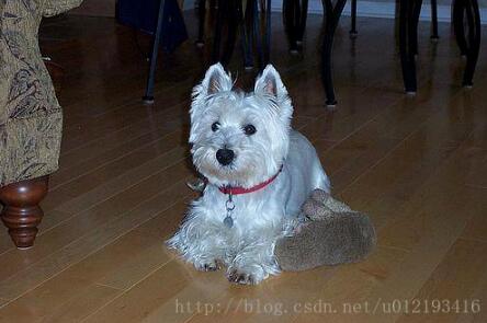 在keras中对单一输入图像进行预测并返回预测结果操作