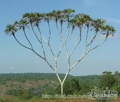 C语言二叉树与堆的概念与实现